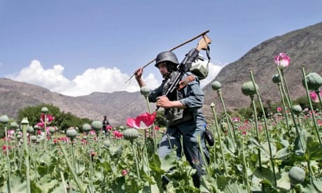 Armed Afghan police officers destroy an opium poppy field in Kunar province