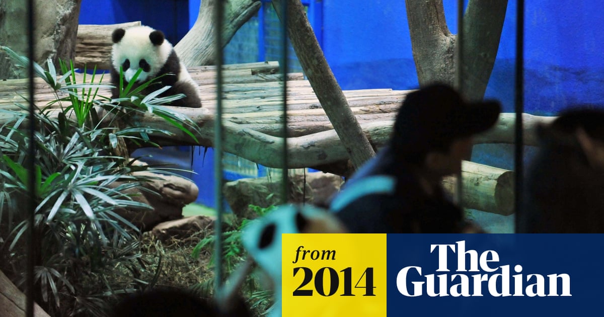 Taiwan Panda Cub Greets Public At Taipei Zoo World News The Guardian