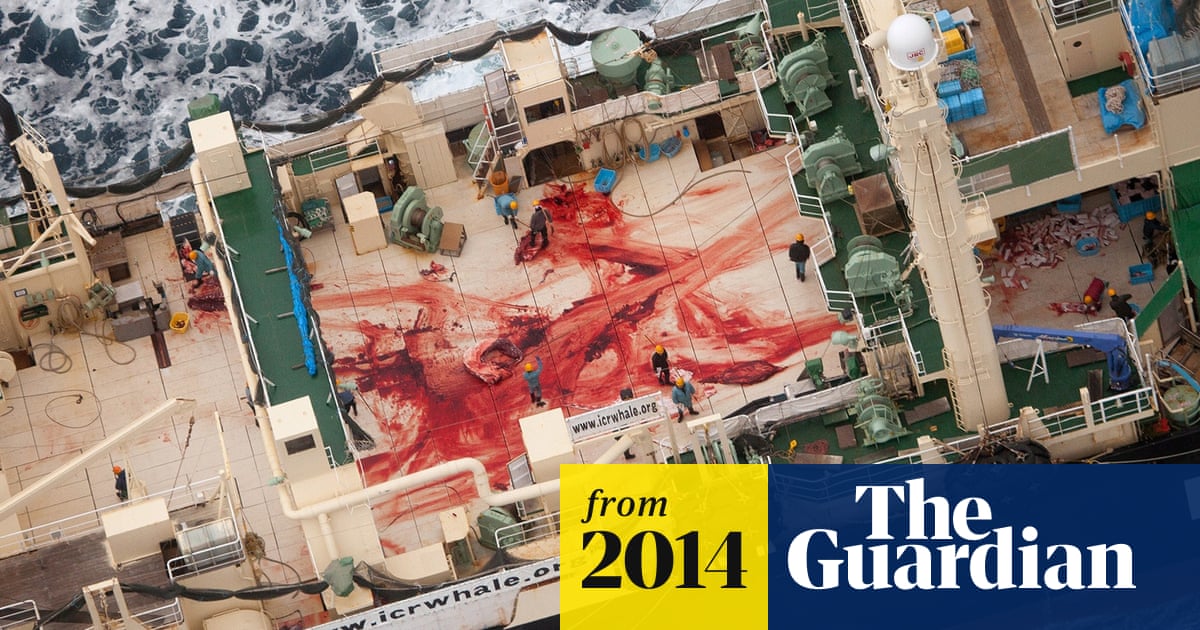 Japanese whaling fleet filmed with dead minke whales in Southern Ocean