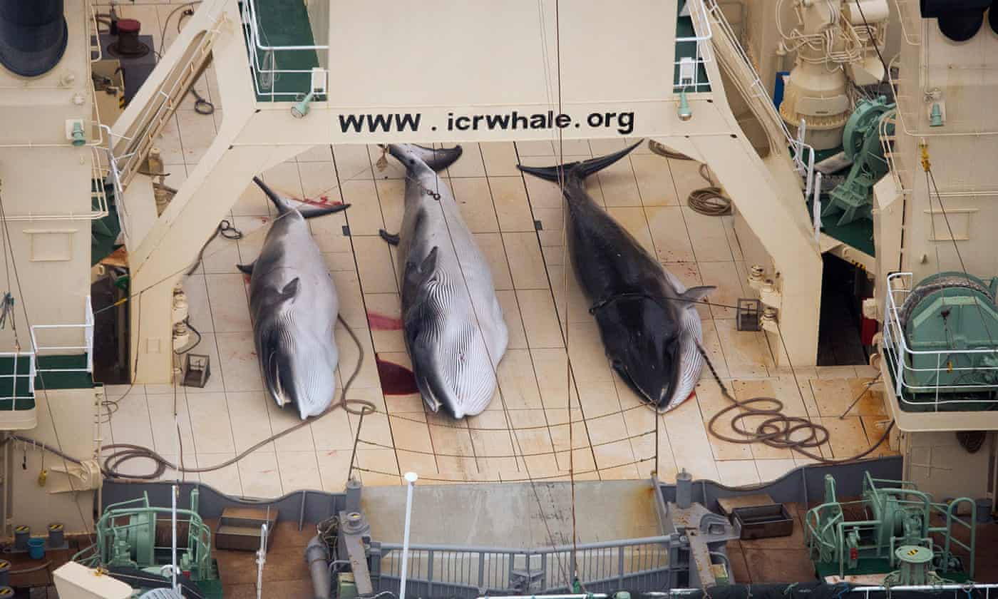 Japanese whaling fleet filmed with dead minke whales in Southern Ocean