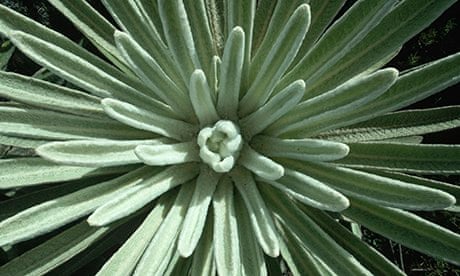 Close Up View of Frailejohn Plant
