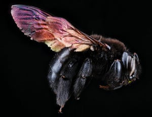 Macro bees: Macro photograph of bee #3