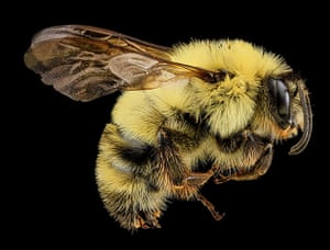 Macro bees: Macro photograph of bee #10