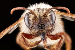 Macro bees: Macro photograph of bee #11