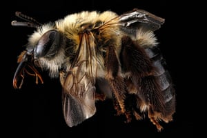 Macro bees: Macro photograph of bee #12
