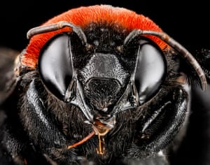 Macro bees: Macro photograph of bee #14