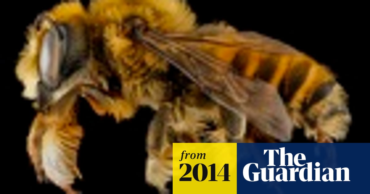 Macro photographs of bees - in pictures