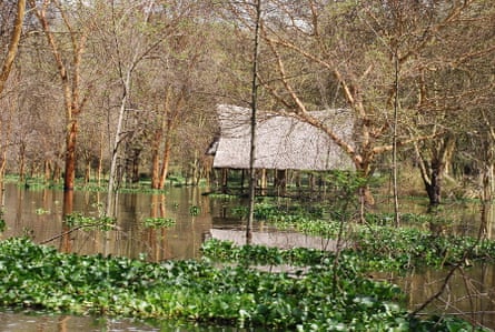 Flooding in Western Kenya, submerged buildings and Acacia trees.