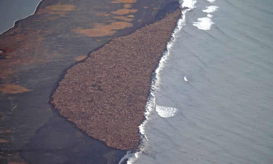 The huge gathering of walrus near Point Lay, Alaska.