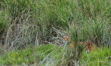 Royal Bengal Tiger of Kaziranga National Park 