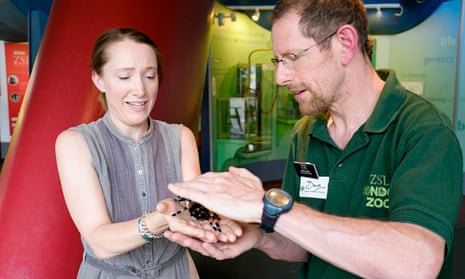 Amy Fleming with Dave Clarke of London zoo and Agatha the Mexican red-kneed tarantula. Photograph: Frantzesco Kangaris for The Guardian