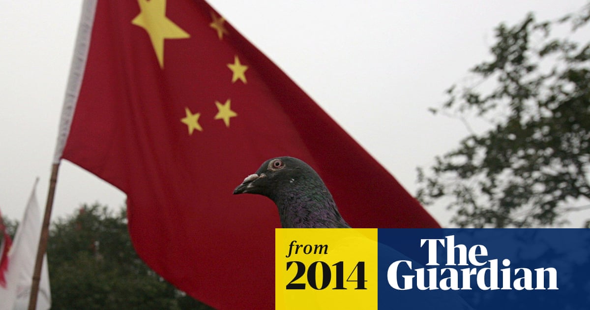 Free As A Bird Not In China Where Pigeons Get Anal Security Checks China The Guardian