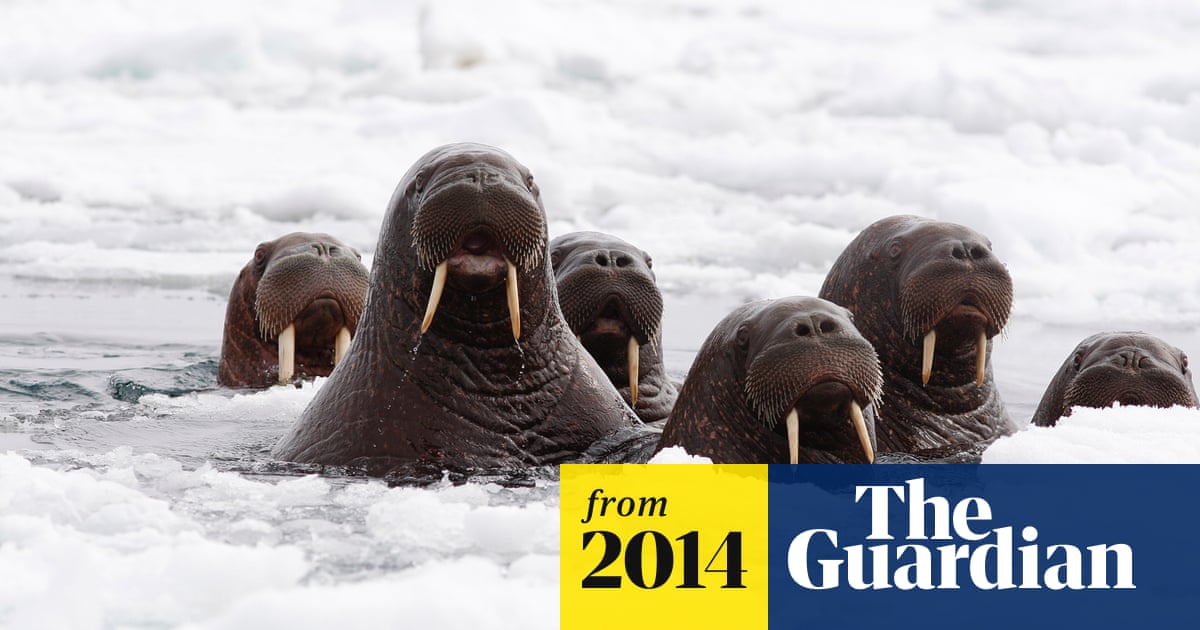 Walrus mass on Alaska beach - in pictures