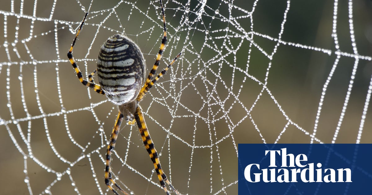 Spider Uses Its Web Like a Giant Engineered Ear