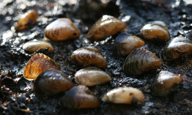 UK Invasive freshwater species : Quagga mussels collected from the Wraysbury River, London
