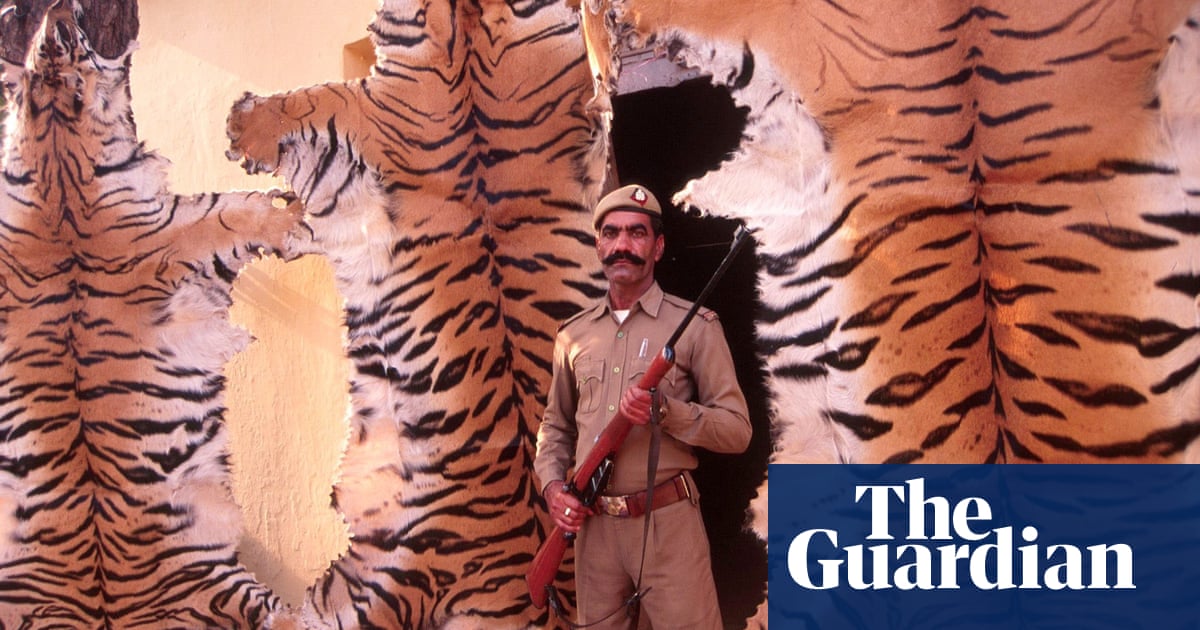 Tiger survival: mapping poaching and trafficking hotspots | India | The  Guardian