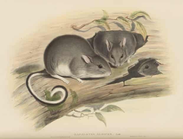 White-footed rabbit rat