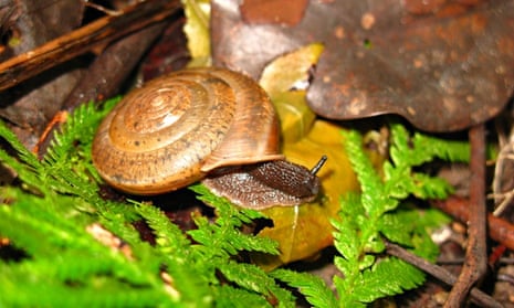 A new species of snail named in celebration of gay marriage