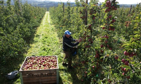 Braeburn apples harvest at Hononton Farm in Kent on 10 October 2014.