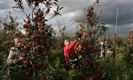 Braeburn apple harvestat Broadwater Farm, near West Malling, Kent, on 10 October 2014.
