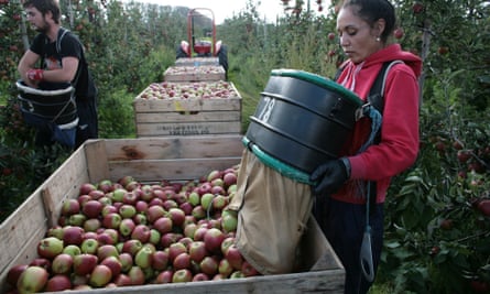 Apple harvest, Kent.Braeburn apples.Broadwater Farm, near West MallingPeter Checkley, Farm Manager10-10-2014.