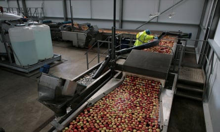 Apple harvest, Kent.Braeburn apples.Hononton Farm - James Simpson, Managing Director, Adrian Scriffs Ltd. (blue top)Sorting and packing at Adrian Scriffs Ltd.10-10-2014.
