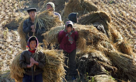 North Koreans work on a rice field during the harvest outside of Pyongyang.