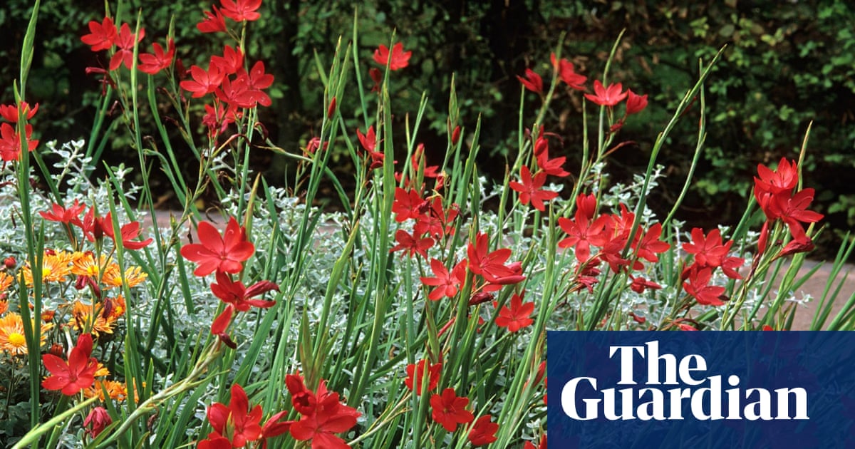 Gardens: late blooms | Dan Pearson | Life and style | The Guardian Gardens: late blooms | Dan Pearson | Life and style | The Guardian on Dan Pearson Garden
 id=17425