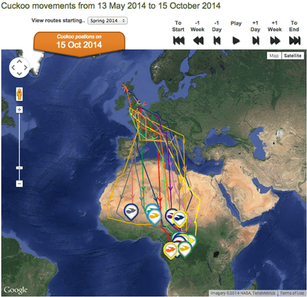 BTO cuckoo-tracking project