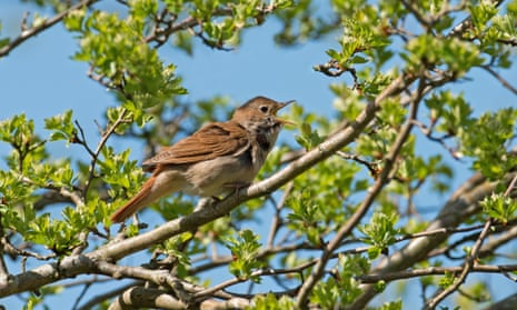 Nightingale (Luscinia megarhynchos) in song