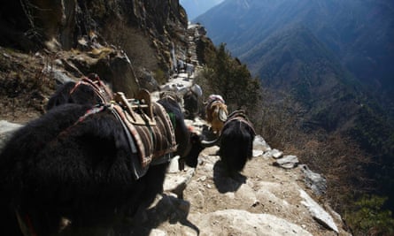 Yaks head towards the Everest base camp in Solukhumbu.