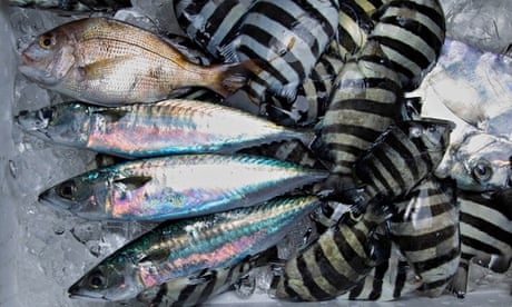 Prada, Dior and Nike are finding a fashionable new purpose for fish skins, Guardian sustainable business