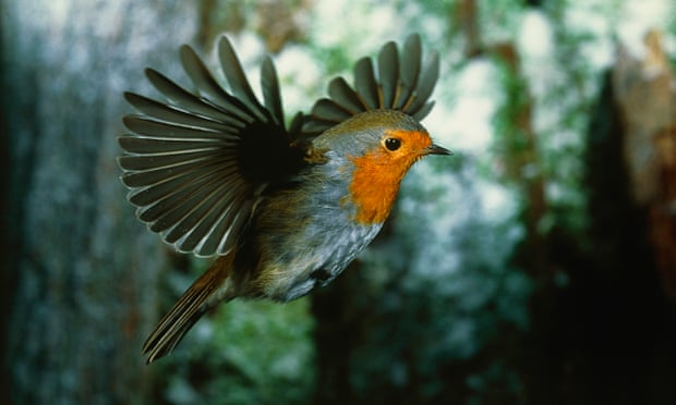A European robin in flight
