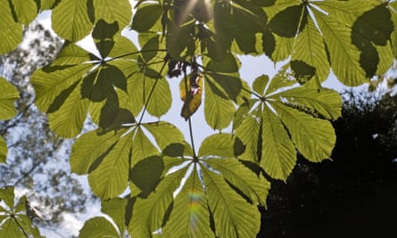 Sunlight shines through chestnut tree leaves. Quantum biology can explain why photosynthesis in plants is so efficient.