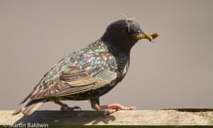 Taken in our garden of some of our regular visitors. Love the starlings they have great charachter and brilliant colours when caught in the right light.