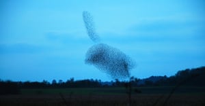 Starlings from Green shoots 