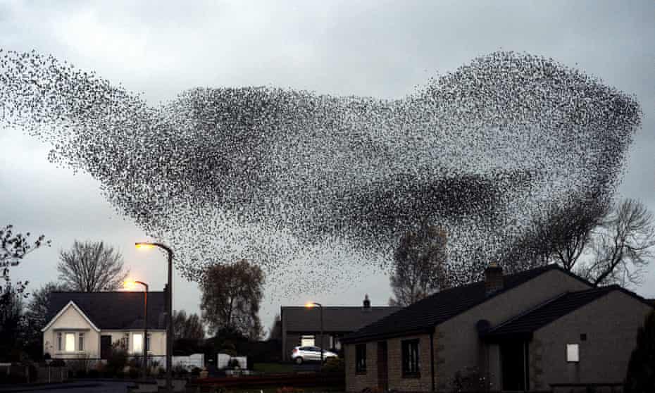 A murmuration of starlings put on an a display over the town of Gretna last night, November 11, 2012.The starlings visit the area twice a year in the months of February and November.