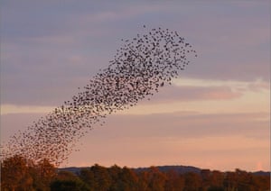 Starlings from Green shoots
