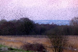 Starlings from Green shoots