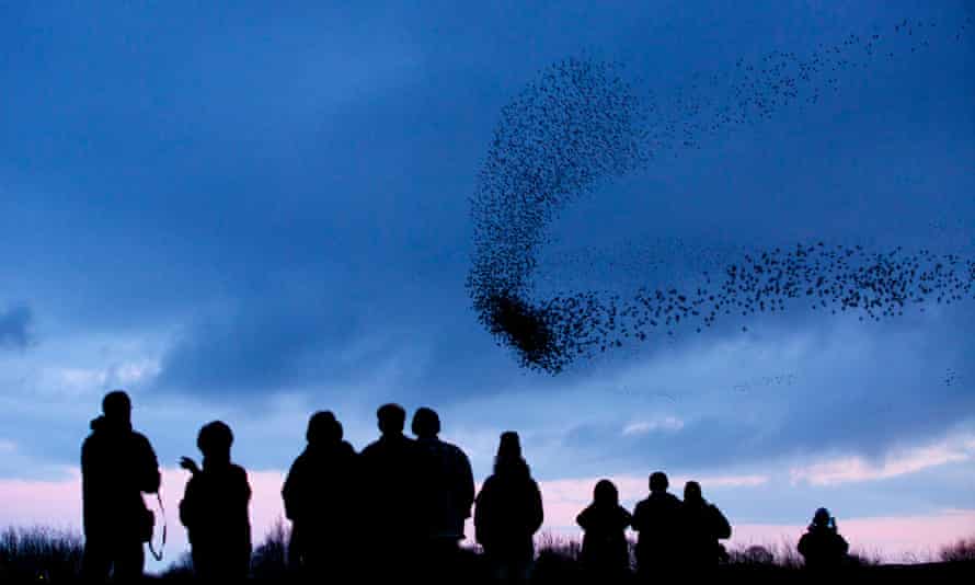 Birdwatchers gather to watch the murmuration of more than 50 000 starlings roosting at Middleton Moor, Derbyshire, 20 January 2014.