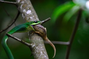 Snake in Mabira Forest, Central Uganda