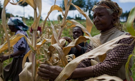 Kenyan women tend to their maize crops.