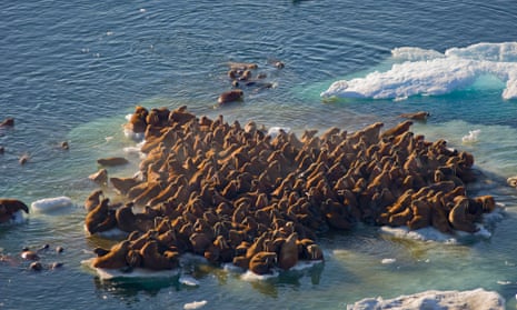 Walrus herds resting on floating pack ice during spring breakup in the Chukchi Sea.
