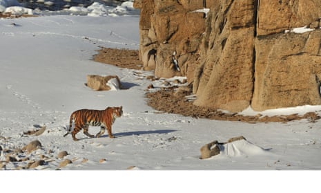 Toshiji Fukada’s photograph of an Amur tiger.
