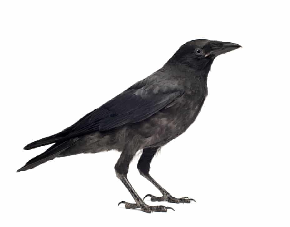 Caw Vs Kraa Meaning In The Calls Of Crows And Ravens Science The Guardian