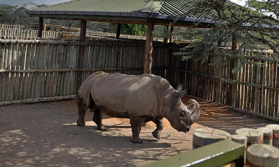 Sudan northern white rhino