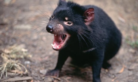 A Tasmanian devil at an Australian zoo bears its teeth.