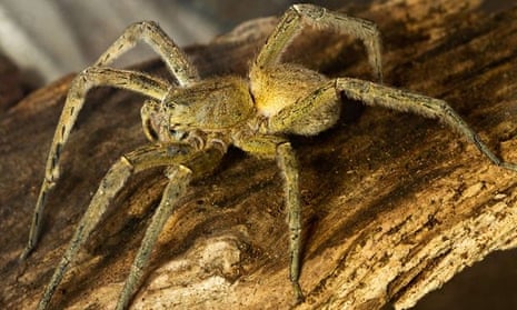 Study Finds Even Spiders Get Grumpy When They're Alone Too Long