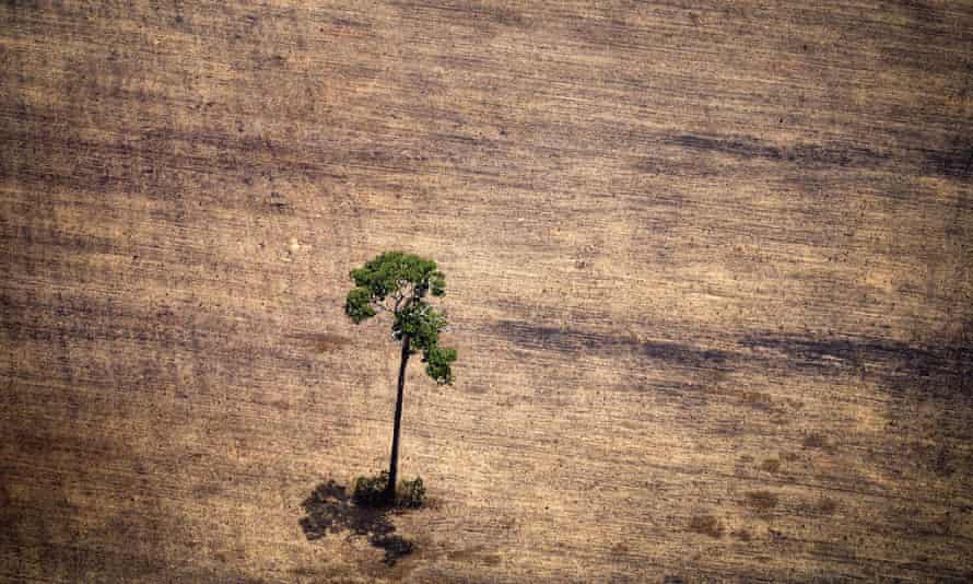 Amazon Deforestation Picking Up Pace Satellite Data Reveals Amazon Rainforest The Guardian Amazon Deforestation Picking Up Pace Satellite Data Reveals Amazon Rainforest The Guardian