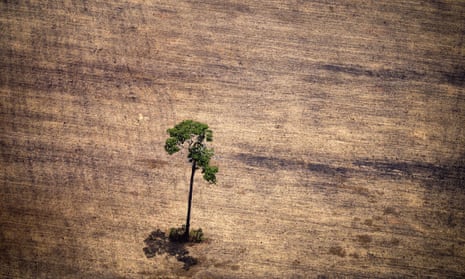 Tree in deforested area in middle of the Amazon jungle